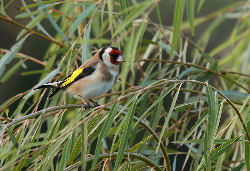 Cardellino